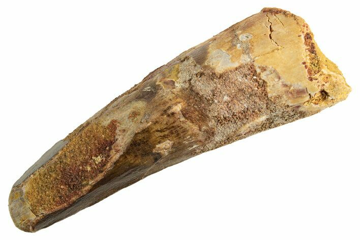 Fossil Spinosaurus Tooth - Real Dinosaur Tooth #344371